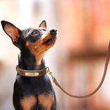 Soft Leather Padded Collar For Large Dogs