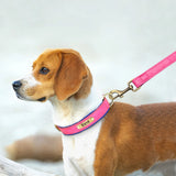 Soft Leather Padded Collar For Large Dogs